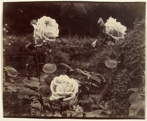 Ruusut tekijältä Eugène Atget