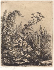 La petite berle aux liserons Small Water-palsternak with Bindweed, julkaistu 1849. tekijältä Eugene Bléry