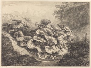 Suuri varsajalka, 1843.