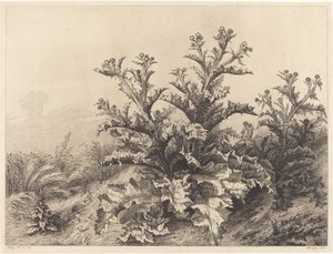 Iso ohdake, 1843. tekijältä Eugene Bléry