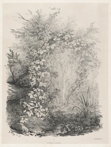 Kasveja ja muratteja virran varrella, 18481849.