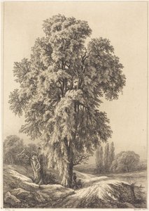 Elm Tree, 1840.