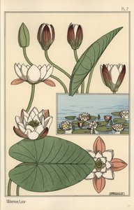 Lumpe, Nelumbo lutea ja kukkaosat tekijältä Eugene Grasset