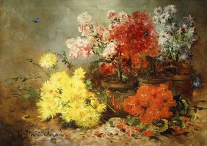 Daisies, begonia ja muut kukat ruukuissa,