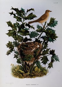 Garden Warbler (Sylvia hortensis), kaiverrus Oscar Dressler, Natural History of Birds, jotka pesivät Lombardiassa, Eugenio Bettoni (1845-1898), Italia