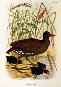 Kuvitus Eugenio Bettonin teoksesta "Lombardiassa pesivien lintujen luonnonhistoria", joka edustaa tavallista moorengallinula chloropusa, kirjoittanut Oscar Dressler tekijältä Eugenio Bettoni, Oscar Dressler