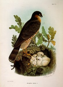 Kuvitus Eugenio Bettonin teoksesta "Lombardiassa pesivien lintujen luonnonhistoria", joka edustaa varpushaukkaa Accipiter nisus, Oscar Dressler