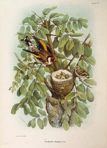 Kuvitus Eugenio Bettonin teoksesta "Lombardiassa pesivien lintujen luonnonhistoria", joka edustaa eurooppalaista kultavarpun Carduelis carduelis -perhettä, kirjoittanut Oscar Dressler