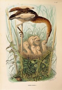 Kuvitus Eugenio Bettonin teoksesta "Lombardiassa pesivien lintujen luonnonhistoria", joka edustaa pikkupurua Ixobrychus minutusta, kirjoittanut Oscar Dressler