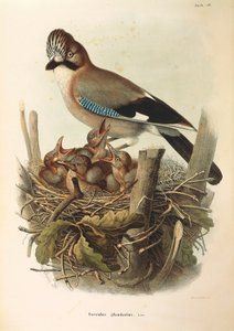 Kuvitus Eugenio Bettonin teoksesta "Lombardiassa pesivien lintujen luonnonhistoria", joka edustaa euraasialaista Jay Garrulus glandariusta, kirjoittanut Oscar Dressler