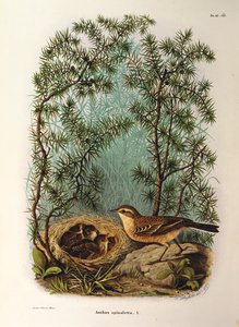 Kuvitus Eugenio Bettonin teoksesta "Lombardiassa pesivien lintujen luonnonhistoria", joka edustaa Water Pipit Anthus spinolettaa, Oscar Dressler tekijältä Eugenio Bettoni, Oscar Dressler