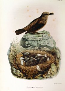 Kuvitus Eugenio Bettonin teoksesta "Lombardiassa pesivien lintujen luonnonhistoria", joka edustaa sinitastasta Monticola solitariusta, Oscar Dressler