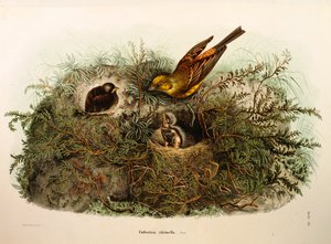 Kuvitus Eugenio Bettonin teoksesta "Lombardiassa pesivien lintujen luonnonhistoria", joka edustaa Yellowhammer Emberiza citrinellaa, kirjoittanut Oscar Dressler