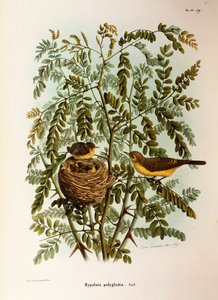 Kuvitus Eugenio Bettonin teoksesta "Lombardiassa pesivien lintujen luonnonhistoria", joka edustaa melodista Warbler Hippolais polyglottaa, kirjoittanut Oscar Dressler