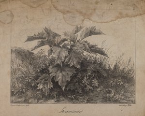 Stramonium tekijältä Eugenio Landesio
