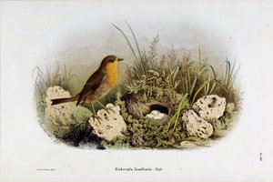 Punaisen rotkon (Rubecula familiaris) esitys (kromolitografia