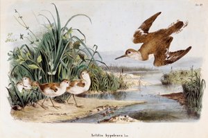 Kuvaus Becassine Chevalier guignettesta (Actitis hypoleuca) (kromolitografia