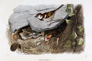 Sisalpiinivarpunen (Passer domesticus italiae tai Italian Sparrow) esitys (kromolitografia