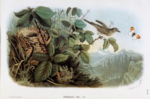 Kanan nopeus (Phyllopneuste rufa) (Chiffchaff) (kromolitografia)