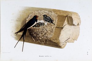 Pesäpääskynen (Hirundo rustica tai pääskynen) esitys (kromolitografia