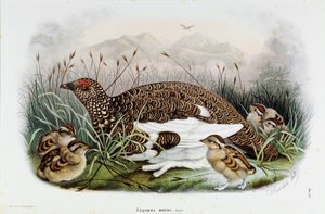 Peltopyyn (Partridge tai Lagopus mutus) esitys (kromolitografia