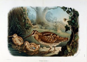 Puunokan (Scolopax rusticola tai Woodck) esitys (kromolitografia