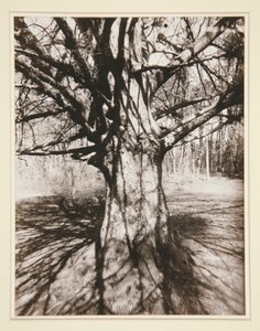 Pyökki tekijältä Eugène Atget