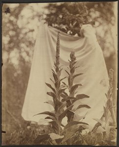 Bouillon Blanc (Mullein kasvi) tekijältä Eugène Atget