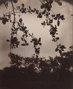 omenapuun oksa tekijältä Eugène Atget