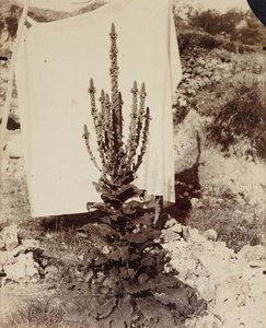 Mullein in Bloom tekijältä Eugène Atget