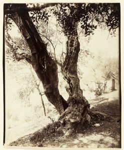 Olivier, Nizza, noin 1900 tekijältä Eugène Atget