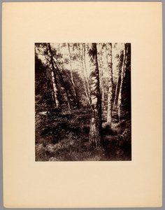 Saint-Cloudin puisto tekijältä Eugène Atget
