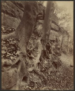 Saint-Cloudin puisto tekijältä Eugène Atget
