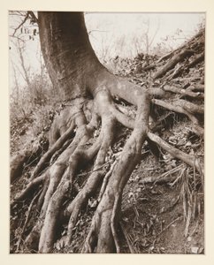 Saint-Cloud tekijältä Eugène Atget