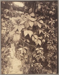 Vigne Vierge tekijältä Eugène Atget