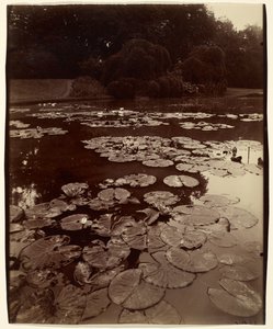 [Vesililjat] tekijältä Eugène Atget