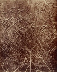 Vehnä tekijältä Eugène Atget