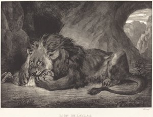 Atlasvuorten leijona Lion de l