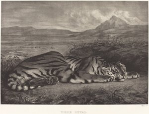 Kuninkaallinen tiikeri (Tigre Royal) tekijältä Eugène Delacroix