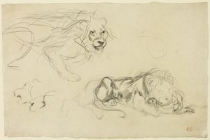 Lionien tutkimukset tekijältä Eugène Delacroix