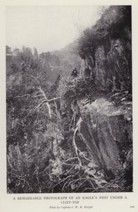 Merkittävä valokuva kotkan pesästä kallion laella (b/w kuva) tekijältä European Photographer