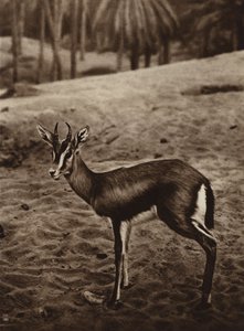 Gaselli Nefta-keidasalueen reunalla (s/w-kuva). tekijältä European Photographer
