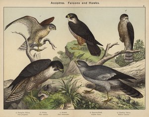 Accipitres, Falcons ja Hawks tekijältä European School