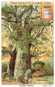 Adansonia-puu Togossa (chromolitho) tekijältä European School