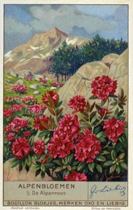 Alpenrose (Rhododendron ferrugineum) (kromoliittinen) tekijältä European School