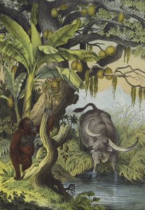 Etelä-Aasian saarten eläimet ja kasvit (väri litho) tekijältä European School
