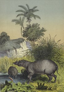 Etelä-Aasian saarten eläimet ja kasvit (väri litho) tekijältä European School