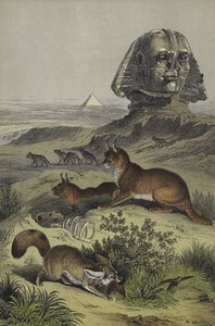 Egyptin eläimet (väri litho) tekijältä European School