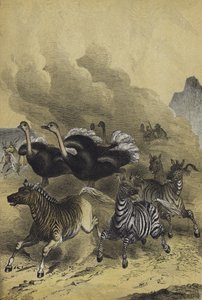 Etelä-Afrikan eläimet (väri litho) tekijältä European School