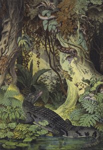 Brasilian Amazonin viidakoiden eläimet (väri litho) tekijältä European School